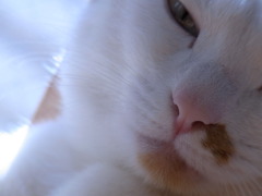 ねこｗ
