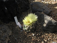 サボテンの花
