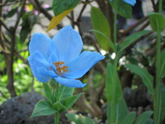 青いけしの花