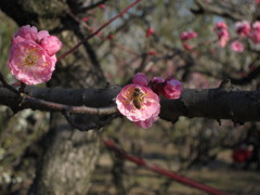 梅と蜂