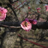 梅と蜂