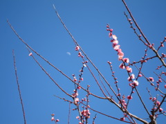 空と月と梅と