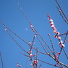 空と月と梅と