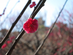 梅の花