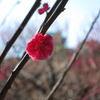 梅の花