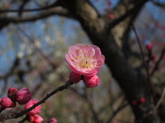 梅