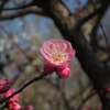 梅