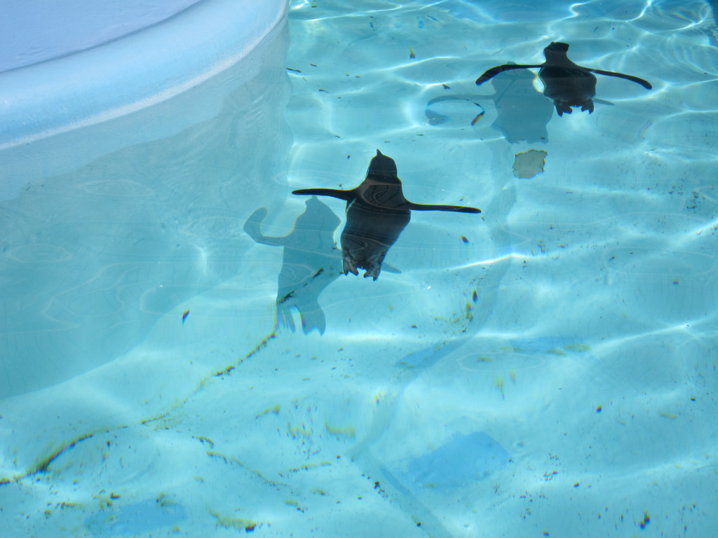 ペンギン