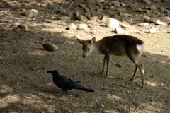 カラスに遠慮する鹿