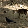 カラスに遠慮する鹿