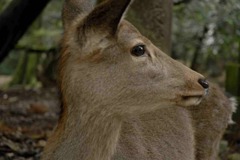 奈良名物　愛敬ない鹿