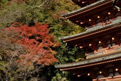 奈良　長谷寺にて