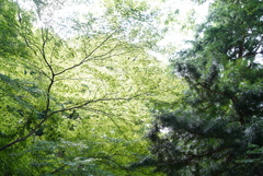 参道の森