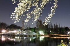吉祥寺井の頭公園の夜桜ですよ。PATY4