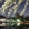 吉祥寺井の頭公園の夜桜ですよ。PATY4