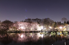 吉祥寺井の頭公園の夜桜ですよ。PART6