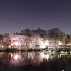 吉祥寺井の頭公園の夜桜ですよ。PART6