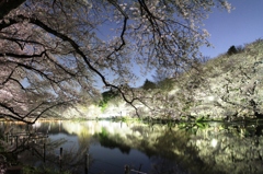 吉祥寺井の頭公園の夜桜ですよ。PATY3