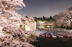 吉祥寺井の頭公園の夜桜ですよ。