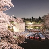 吉祥寺井の頭公園の夜桜ですよ。