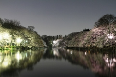 吉祥寺井の頭公園の夜桜ですよ。PARY5