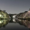 吉祥寺井の頭公園の夜桜ですよ。PARY5