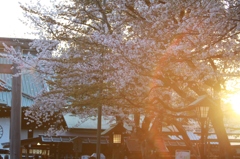 靖国神社一輪の花