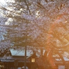 靖国神社一輪の花