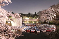 吉祥寺井の頭公園の夜桜ですよ。PART2
