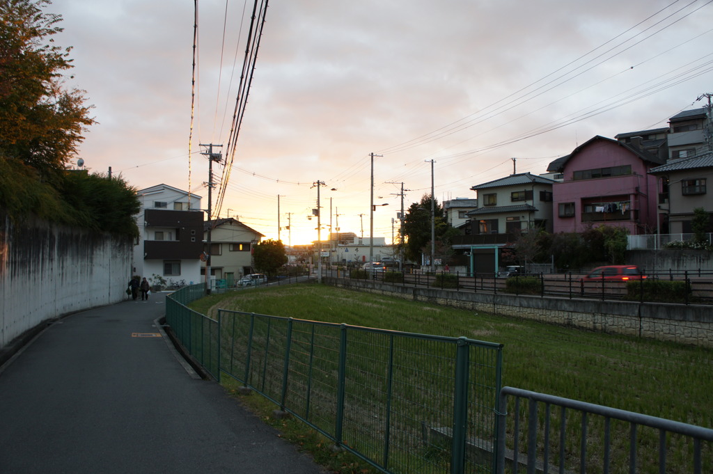 住宅街の田んぼ