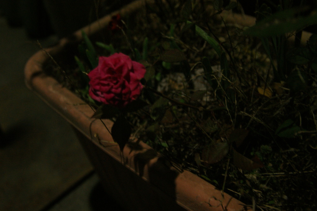 DSC00501