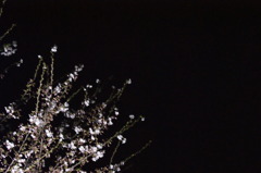 夜桜