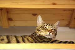 高い所が落ち着くにゃ～