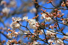 生田緑地の桜