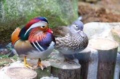 おしどり夫婦