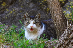 笑い猫