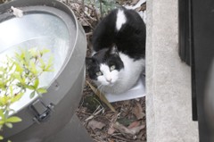 江ノ島の猫２