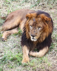 百獣の王