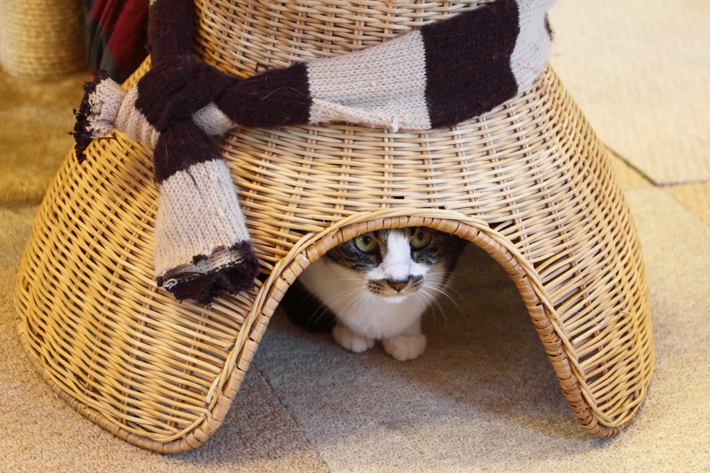 落ち着くにゃ～