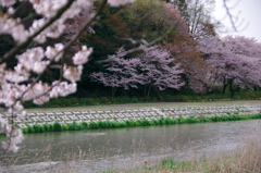宮の桜（栃木市）