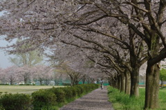 ジョギングロード桜並木（栃木市・永野川公園）