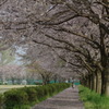 ジョギングロード桜並木（栃木市・永野川公園）