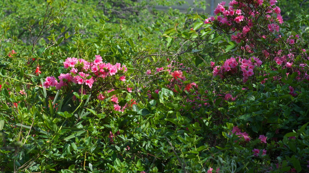 錦着山のﾂﾂｼﾞ⑥