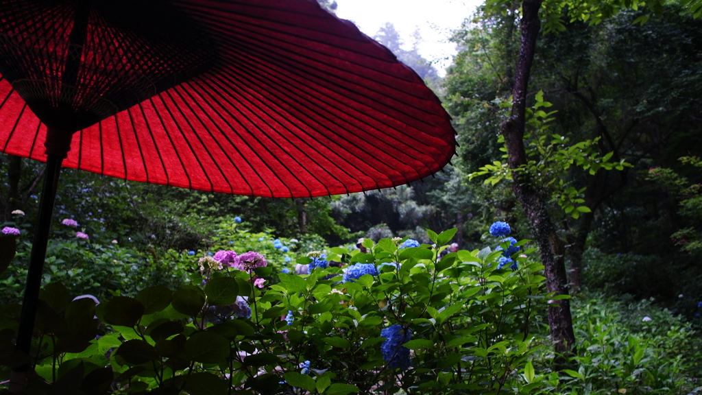 大平山_あじさい坂_全面開花①