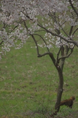 桜に集う動物たち（猫編）