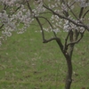 桜に集う動物たち（猫編）