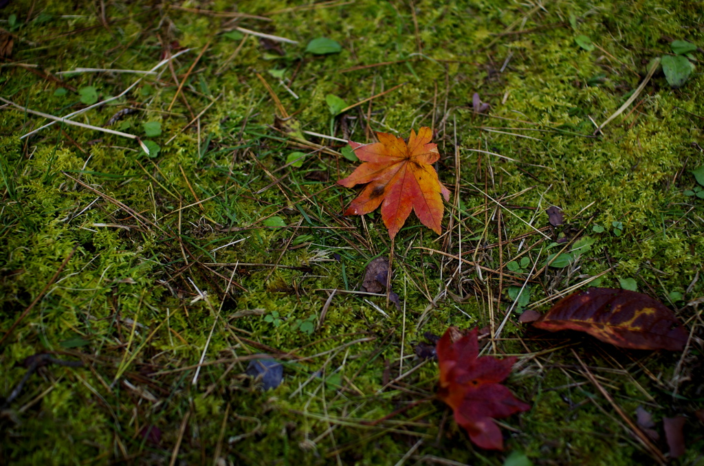 古峯神社の紅葉(苔の絨毯)