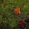 古峯神社の紅葉(苔の絨毯)