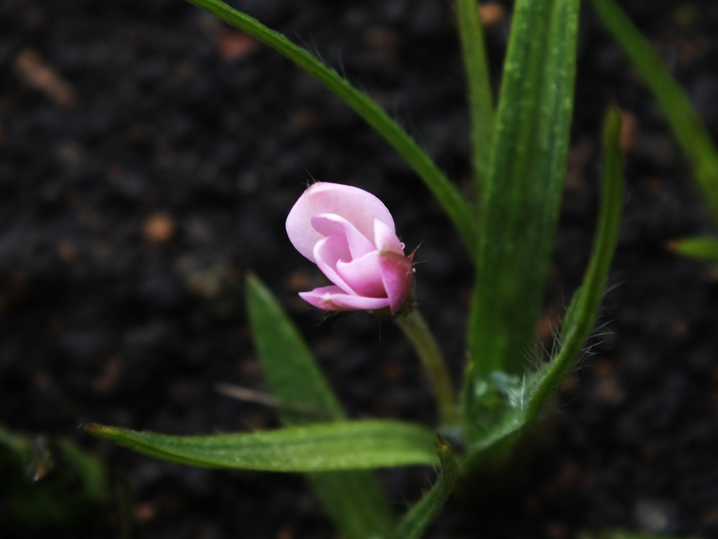 一輪の花（芝桜）