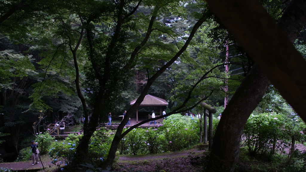 大平山_あじさい坂_茶屋より